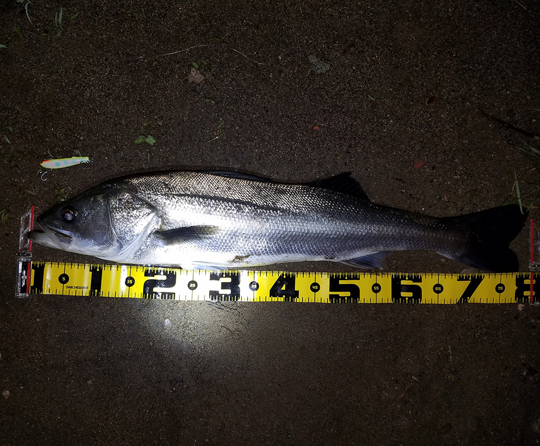 秋田県米代川シーバス釣果80-1