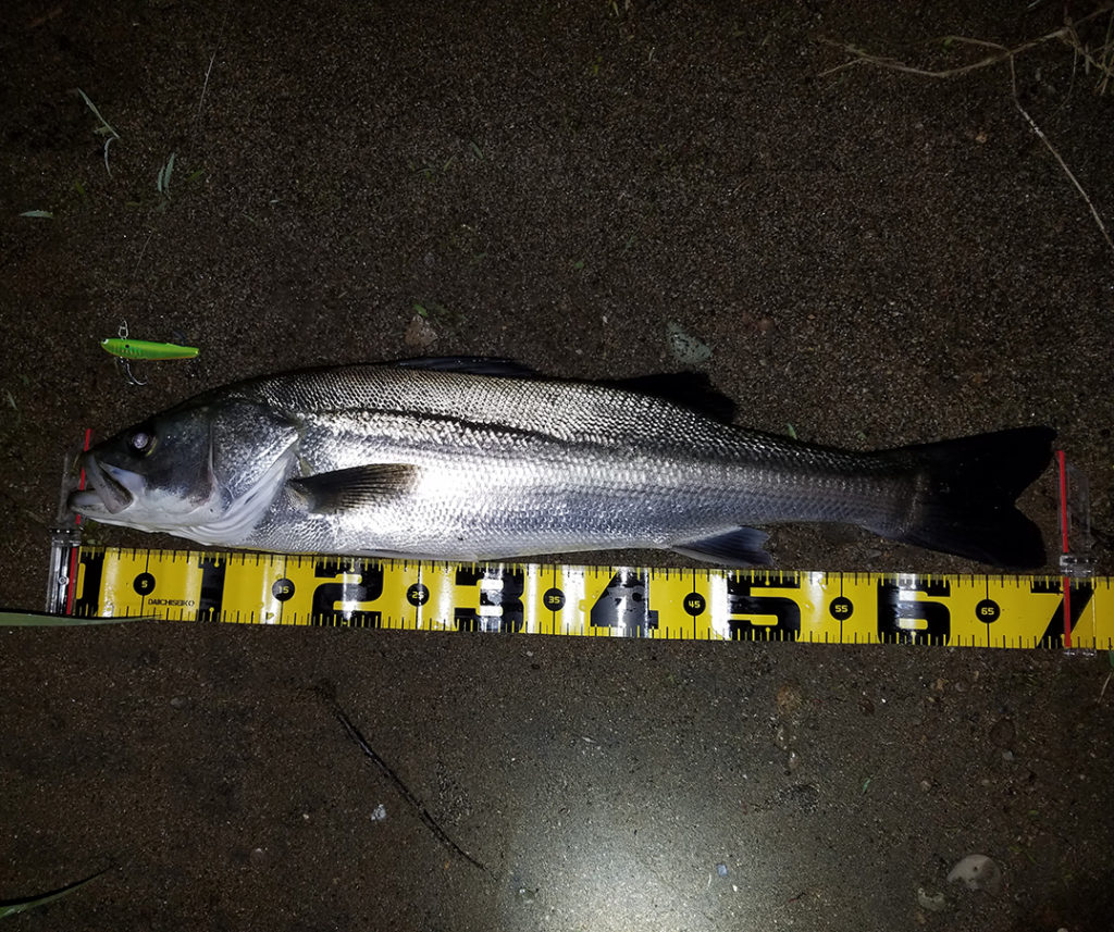 秋田県米代川シーバス釣果70-1