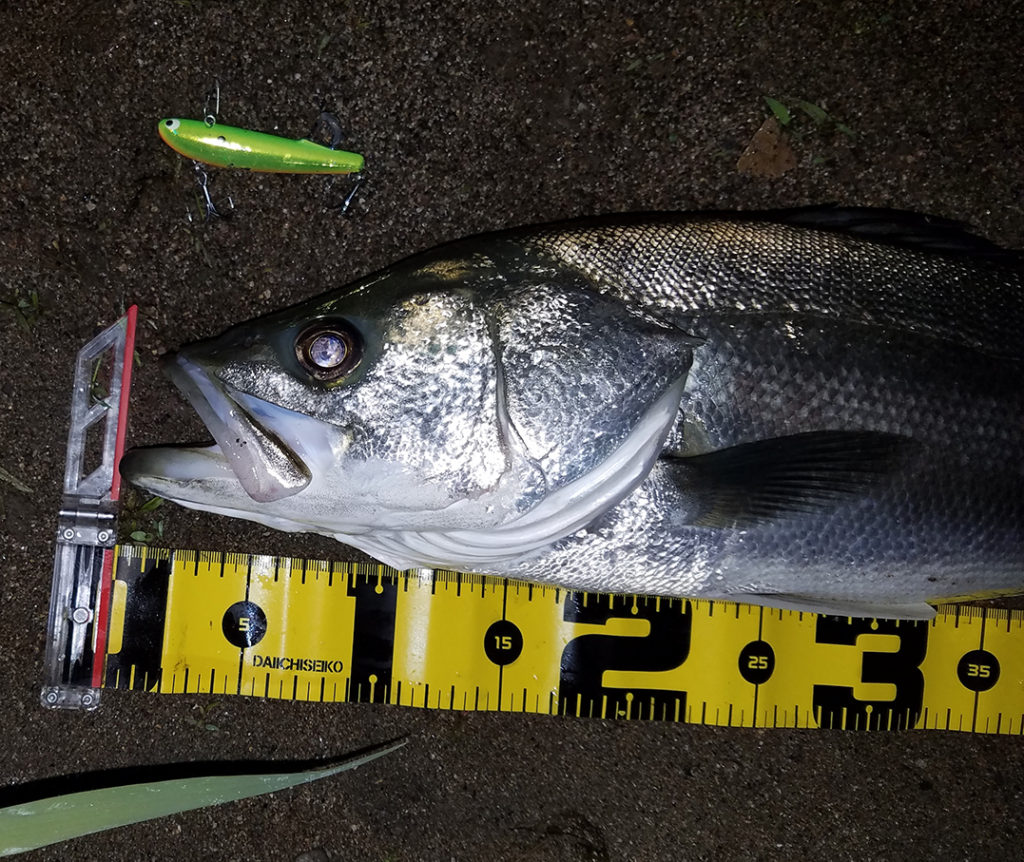秋田県米代川シーバス釣果70-2