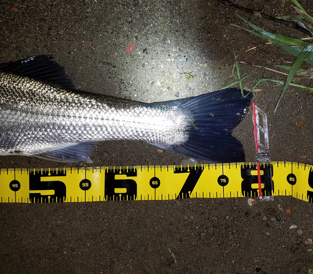 秋田県米代川シーバス釣果80-3