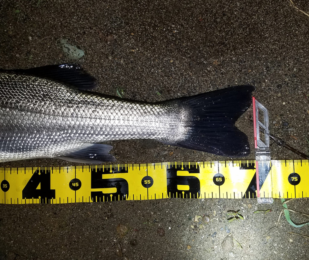 秋田県米代川シーバス釣果70-3