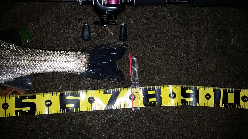 秋田県米代川シーバス釣果3