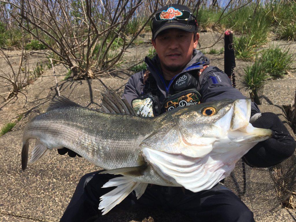 秋田県米代川シーバスダービー4