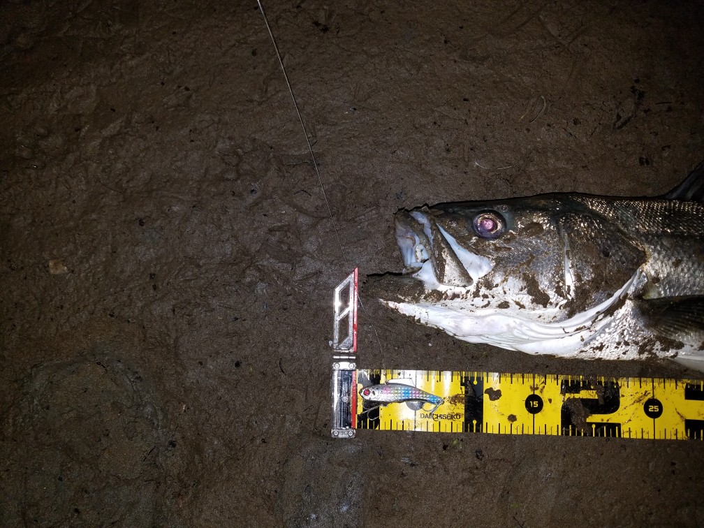 秋田県米代川シーバス釣果2