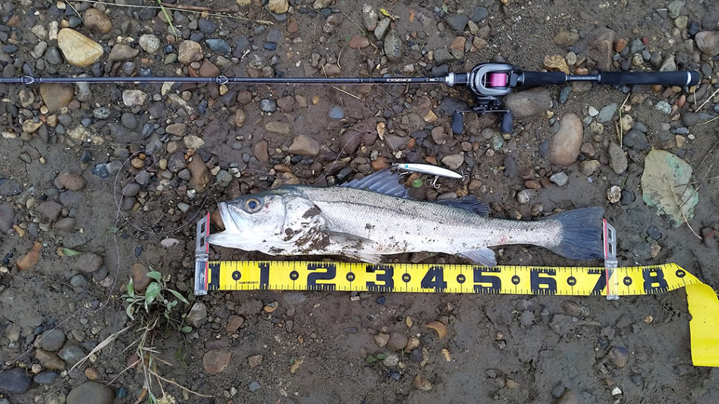 秋田県米代川シーバス釣果4