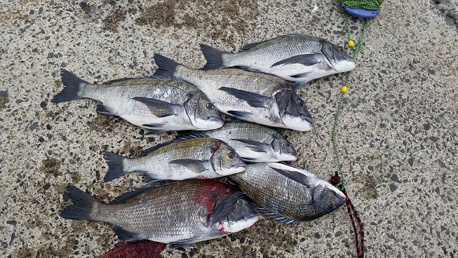 5月30日男鹿市加茂沖磯釣果2