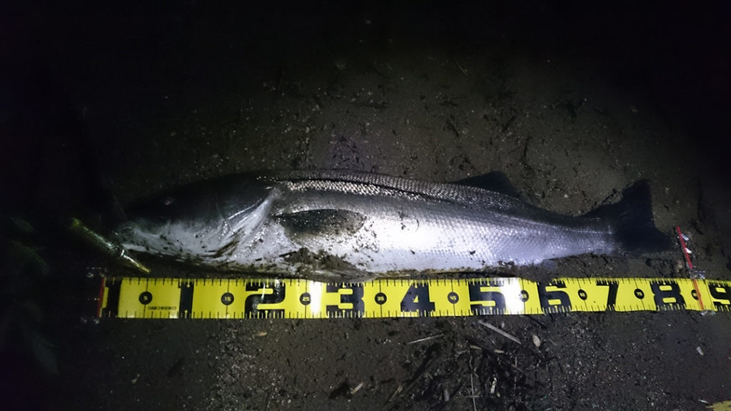 秋田県米代川シーバス釣果1