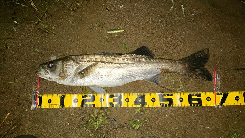 秋田県米代川シーバス釣果1