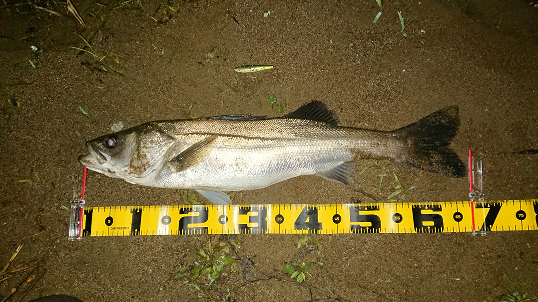 秋田県米代川シーバス釣果1