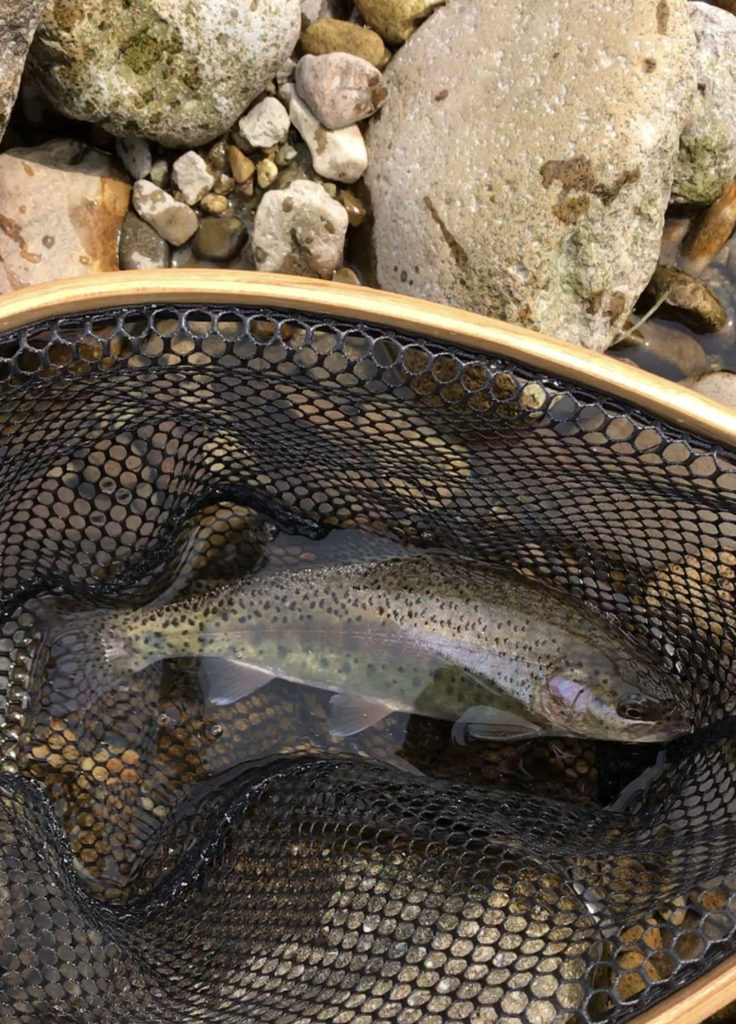 秋田県長木川ニジマス釣果