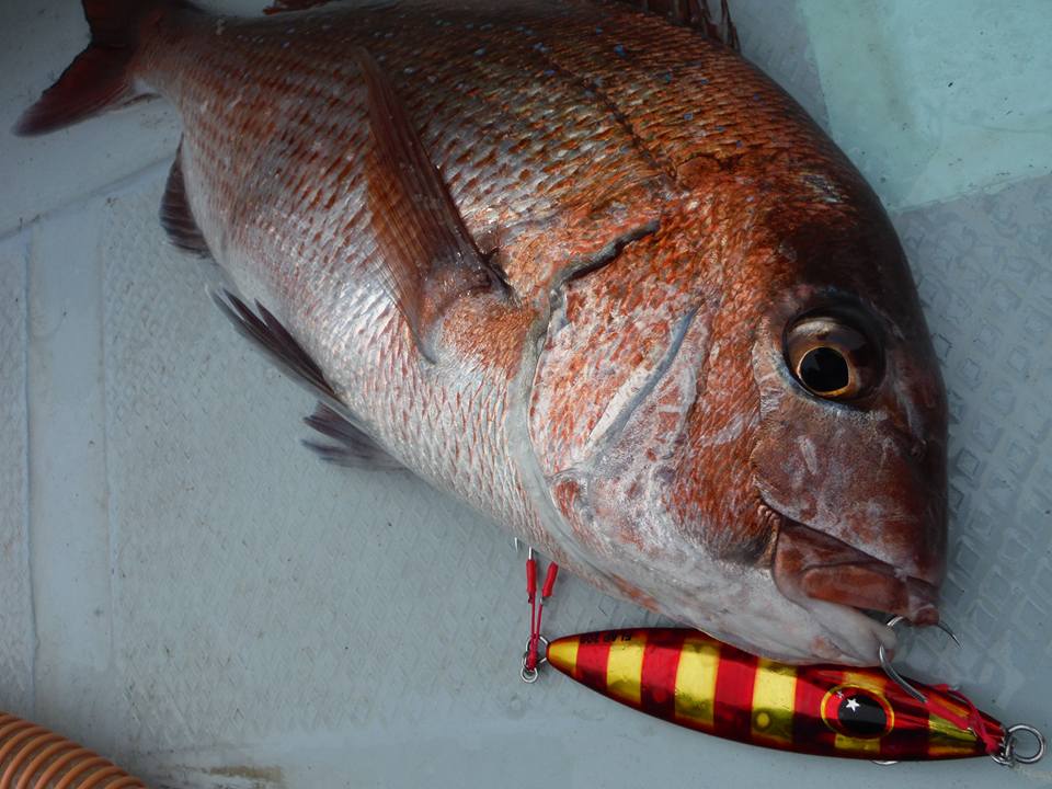 XESTA(ゼスタ)フラップ 金赤マダイ