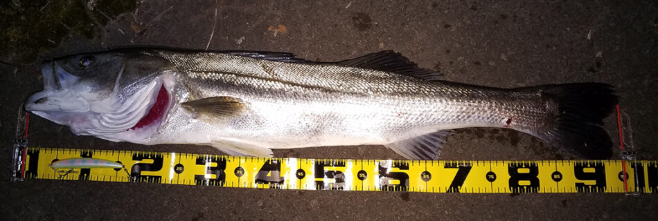 秋田県米代川シーバスダービー2