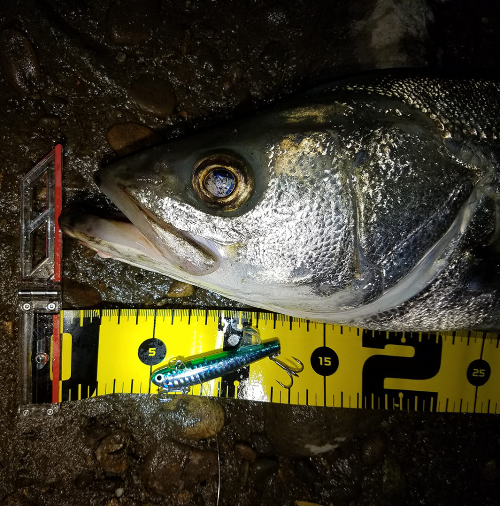 秋田県米代川シーバス釣果2