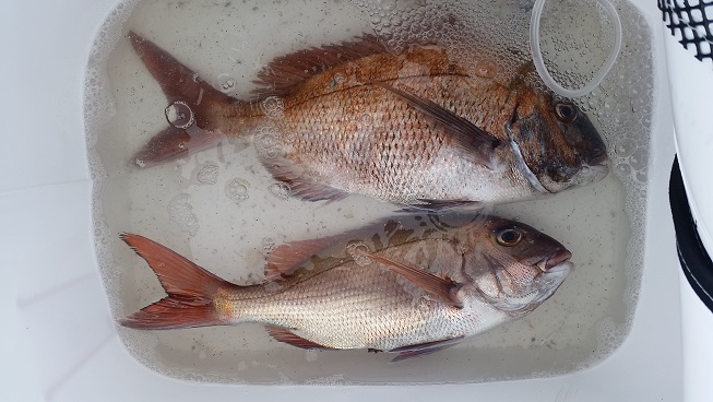 5月30日男鹿市加茂沖磯釣果1