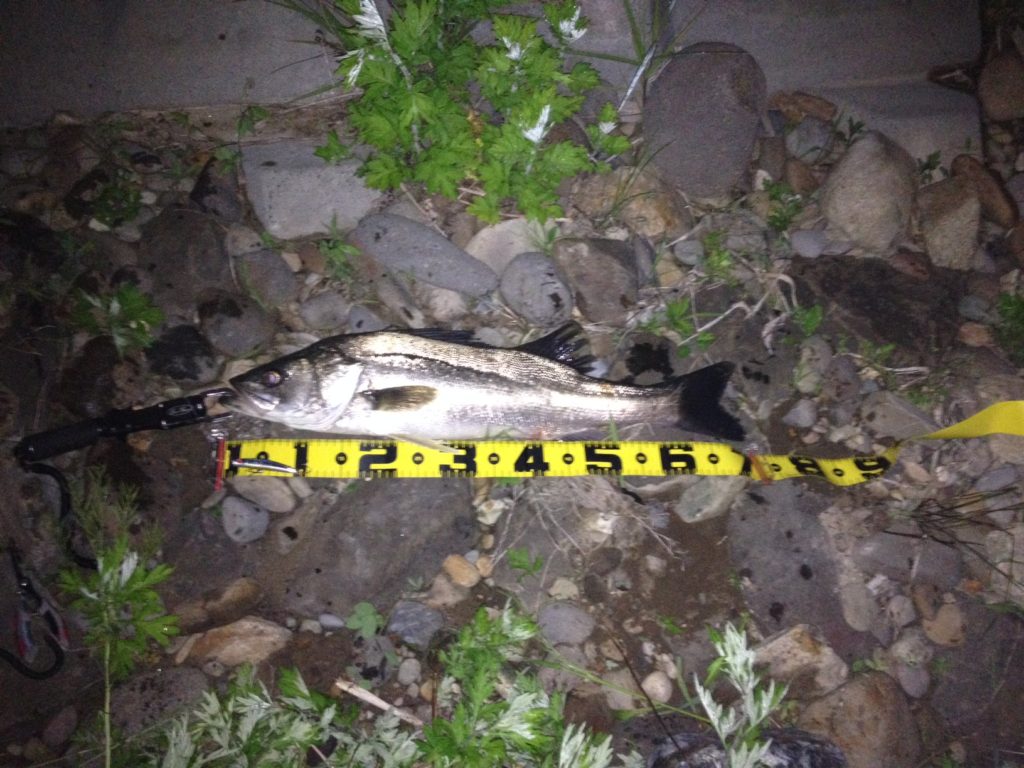 秋田県米代川シーバスダービー7