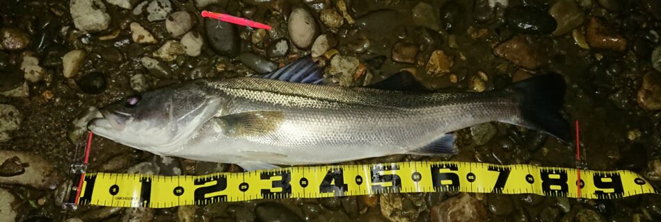 秋田県米代川シーバスダービー1