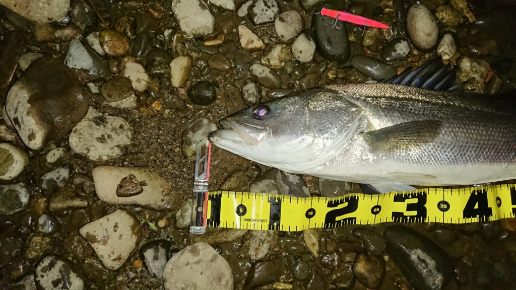 秋田県米代川シーバスダービー2