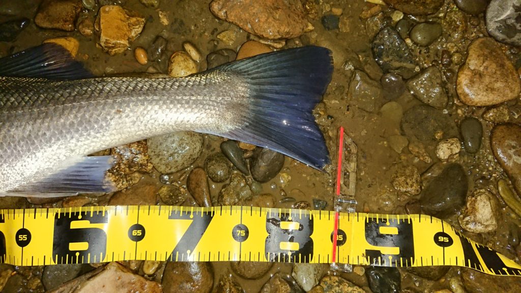 秋田県米代川シーバスダービー3