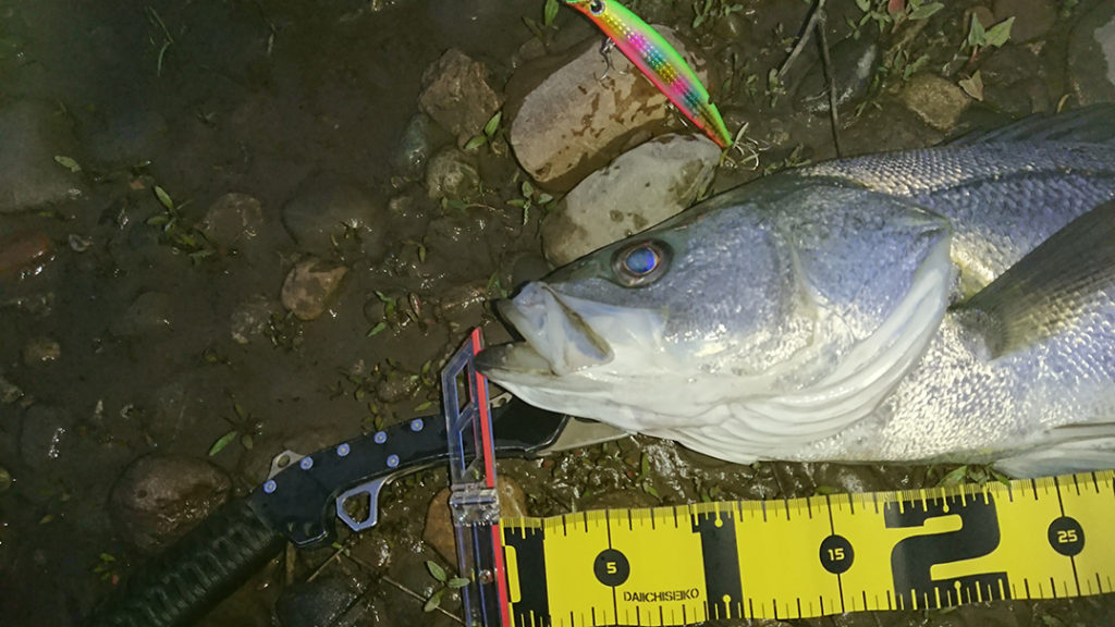 秋田県米代川シーバス釣果2