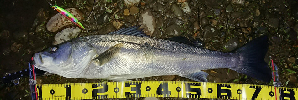 秋田県米代川シーバス釣果1