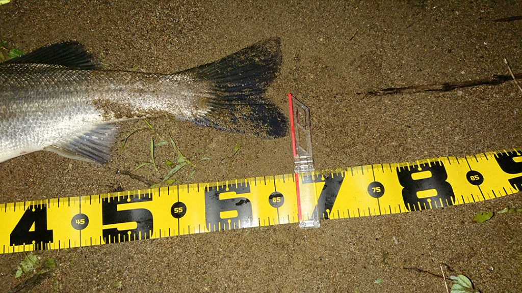 秋田県米代川シーバス釣果3