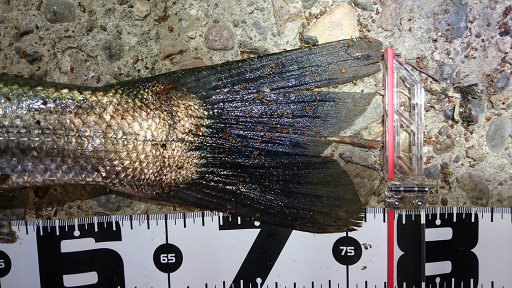 秋田県米代川シーバス釣果3