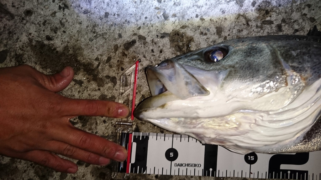 秋田県米代川シーバス釣果2