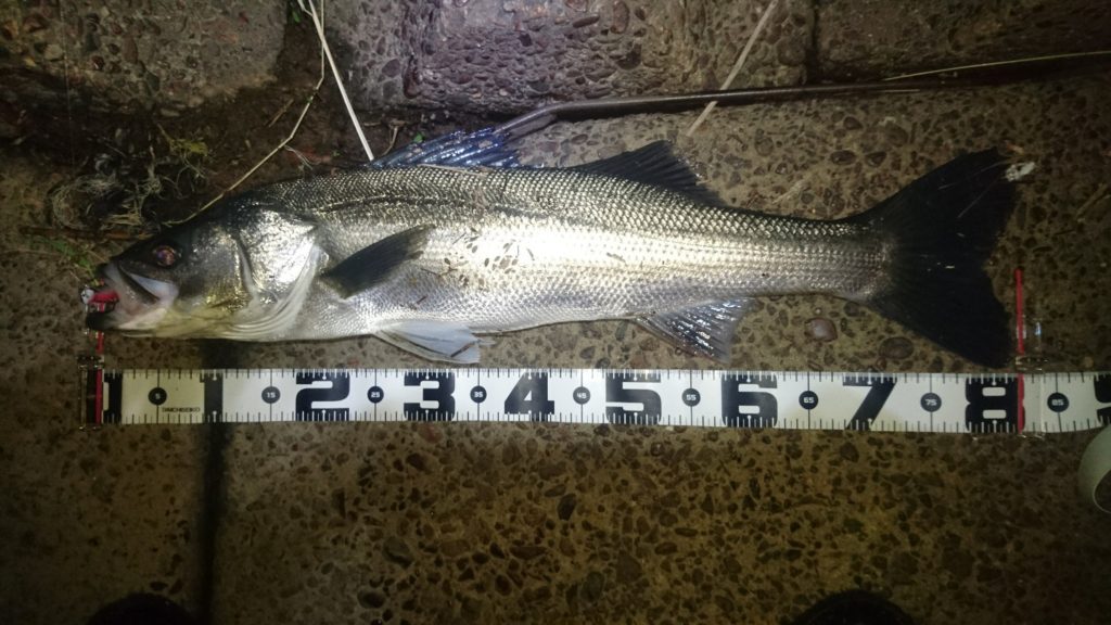 秋田県米代川シーバスダービー1