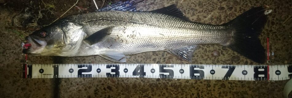 秋田県米代川シーバスダービー1