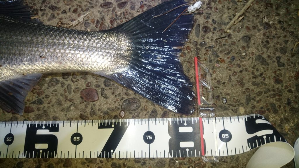 秋田県米代川シーバスダービー3