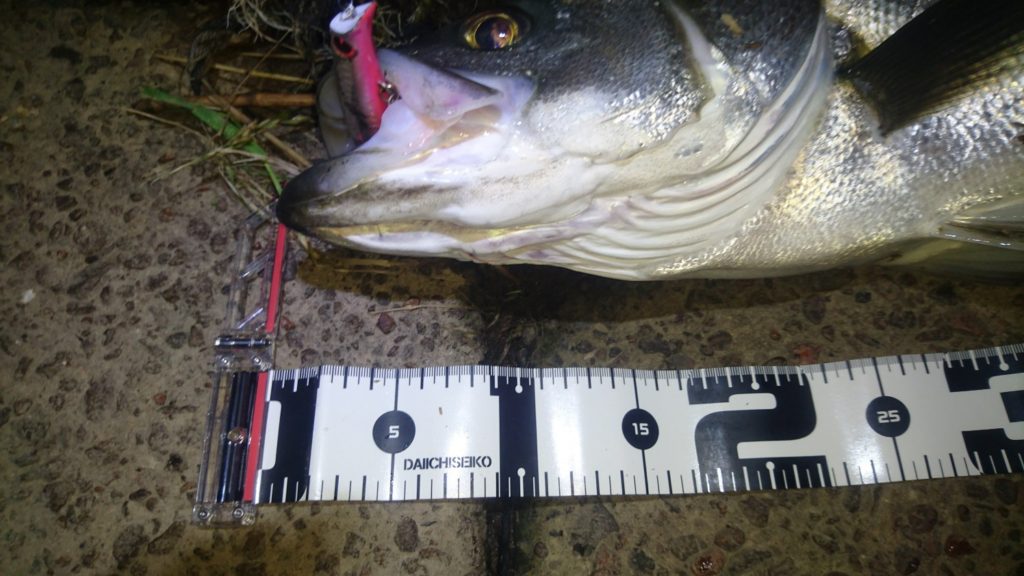 秋田県米代川シーバスダービー2