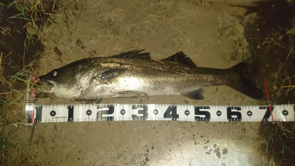 秋田県米代川シーバスダービー1