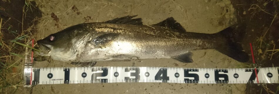 秋田県米代川シーバスダービー1