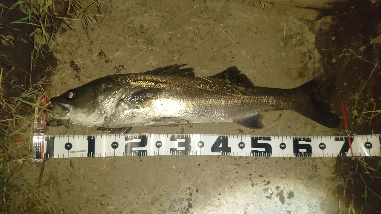 秋田県米代川シーバスダービー1