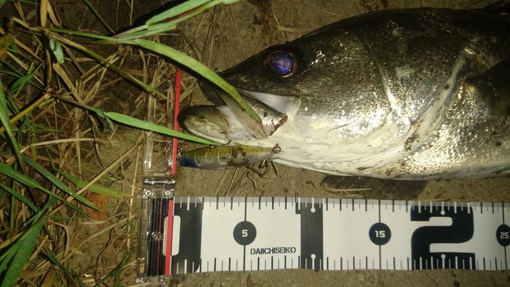 秋田県米代川シーバスダービー2