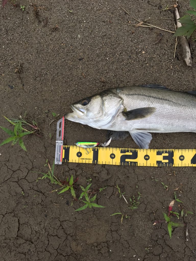 秋田県米代川シーバスダービー2