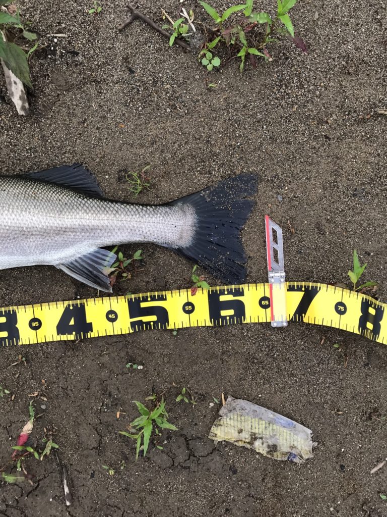 秋田県米代川シーバスダービー3