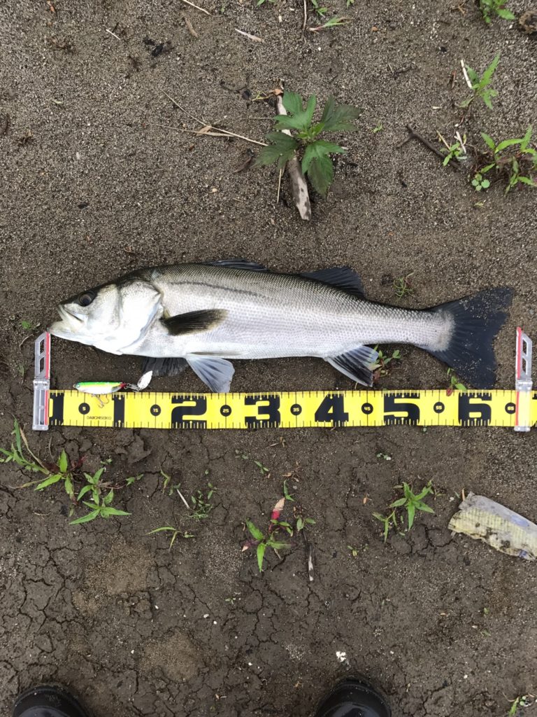 秋田県米代川シーバスダービー1