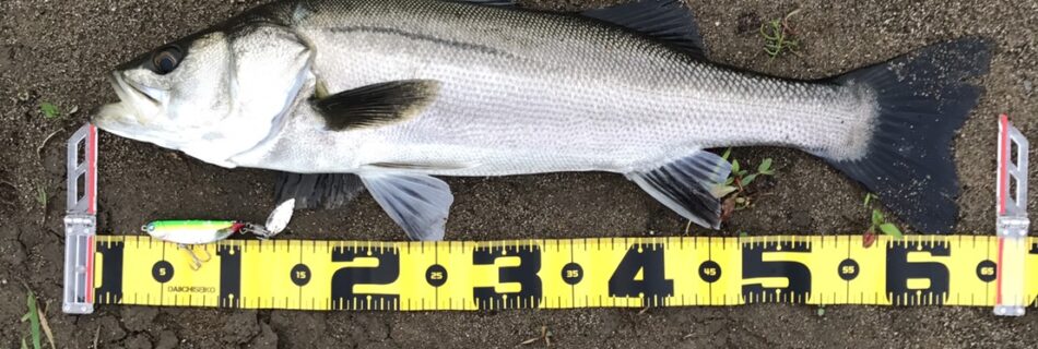 秋田県米代川シーバスダービー1