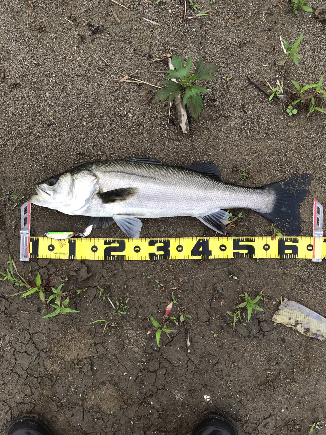 秋田県米代川シーバスダービー1