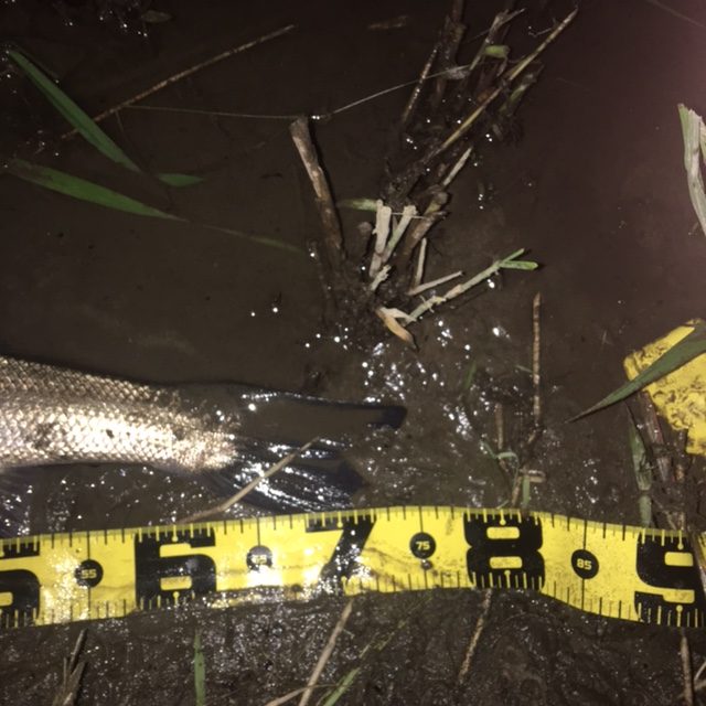 秋田県米代川シーバス釣果3