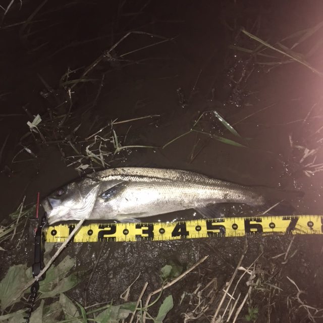 秋田県米代川シーバス釣果1