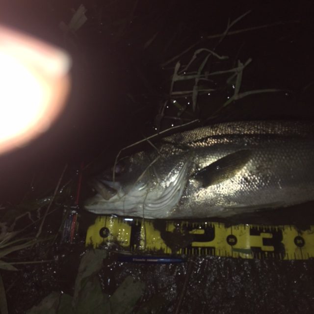 秋田県米代川シーバス釣果2