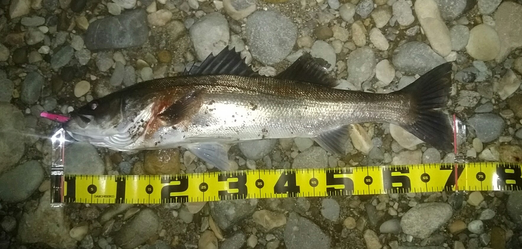 秋田県米代川シーバス釣果1