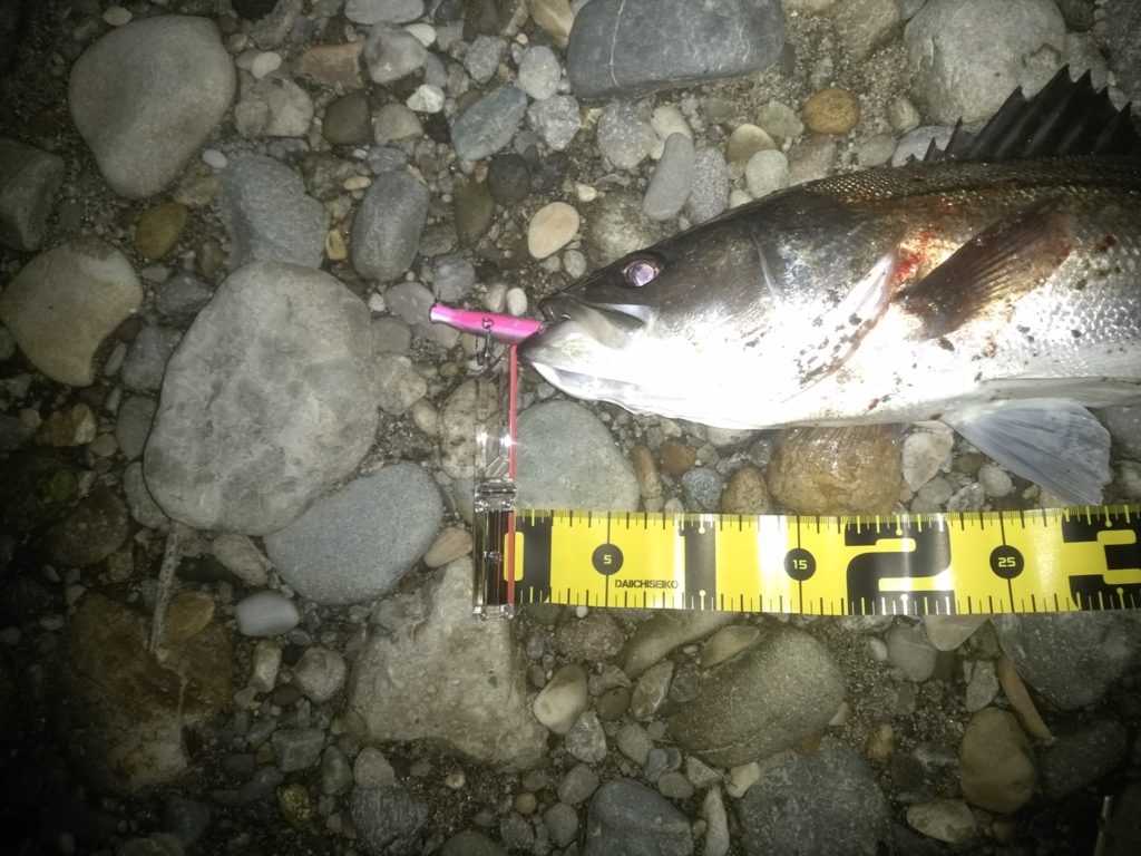 秋田県米代川シーバス釣果2
