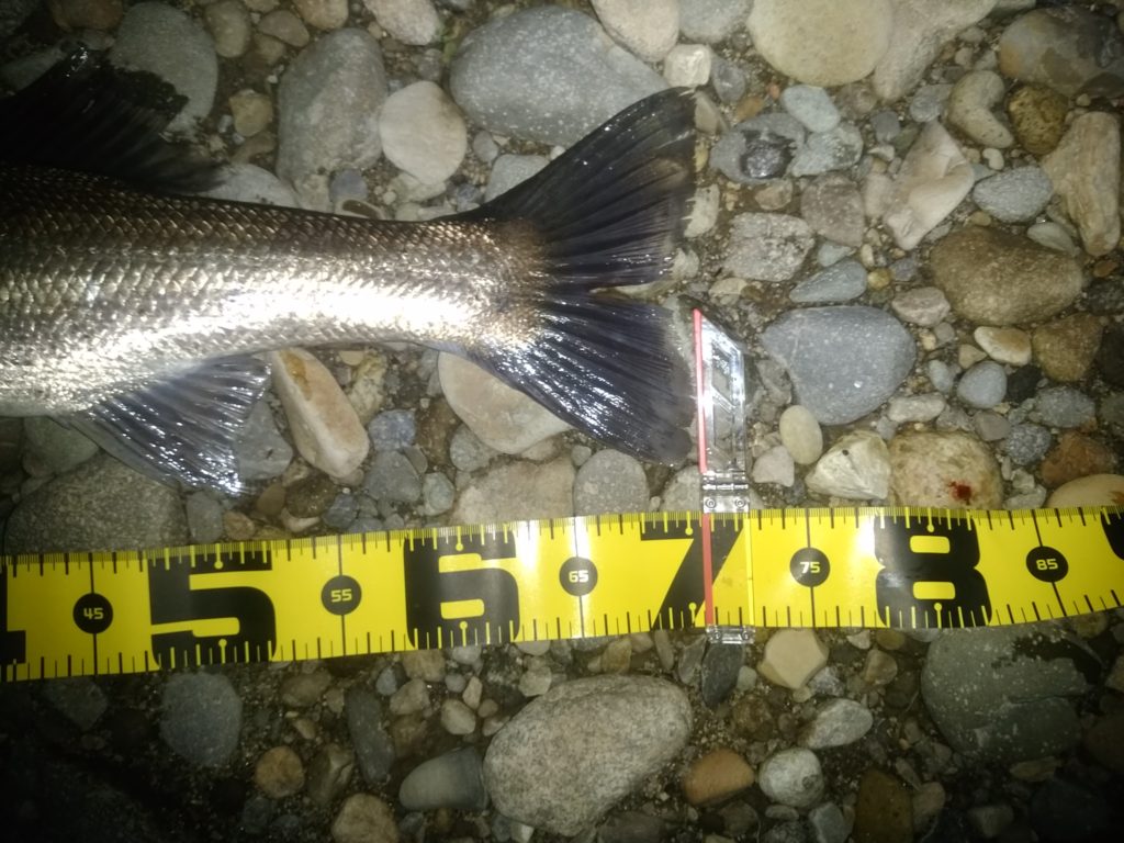 秋田県米代川シーバス釣果3