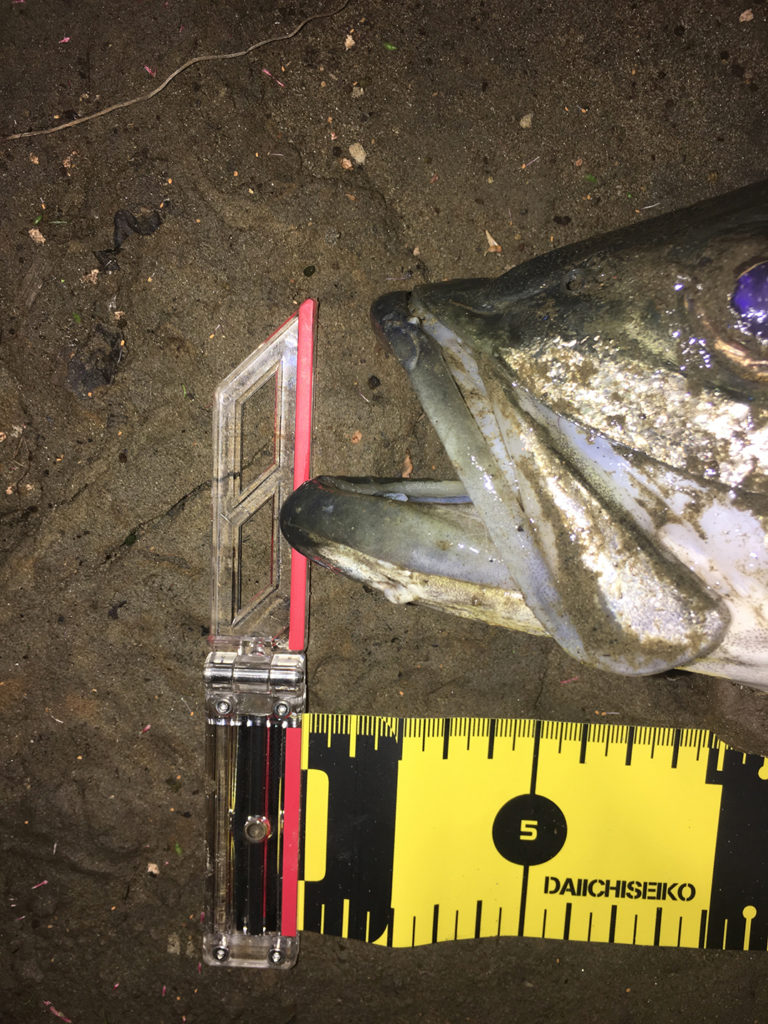 秋田県米代川シーバスダービー2