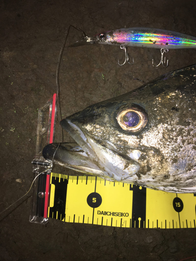 秋田県米代川シーバスダービー2