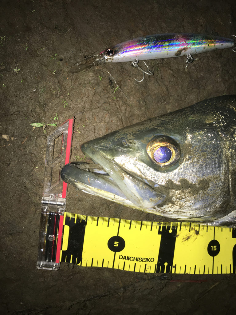 秋田県米代川シーバスダービー2