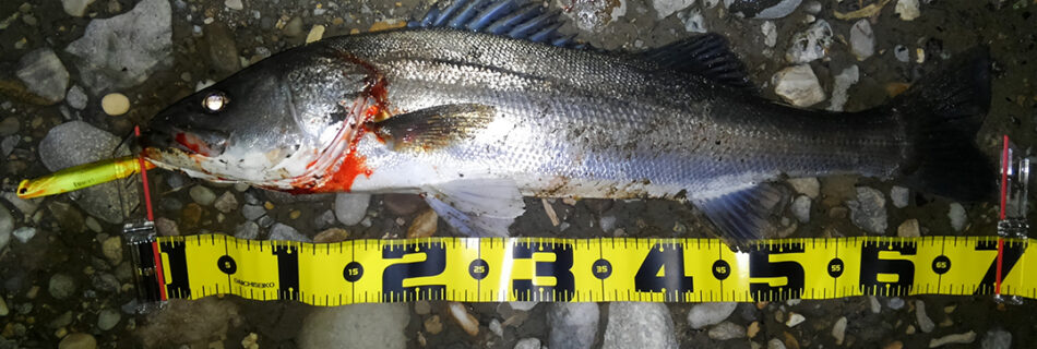 秋田県米代川シーバス釣果1